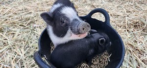 One Of A Kind Petting Zoo place picture